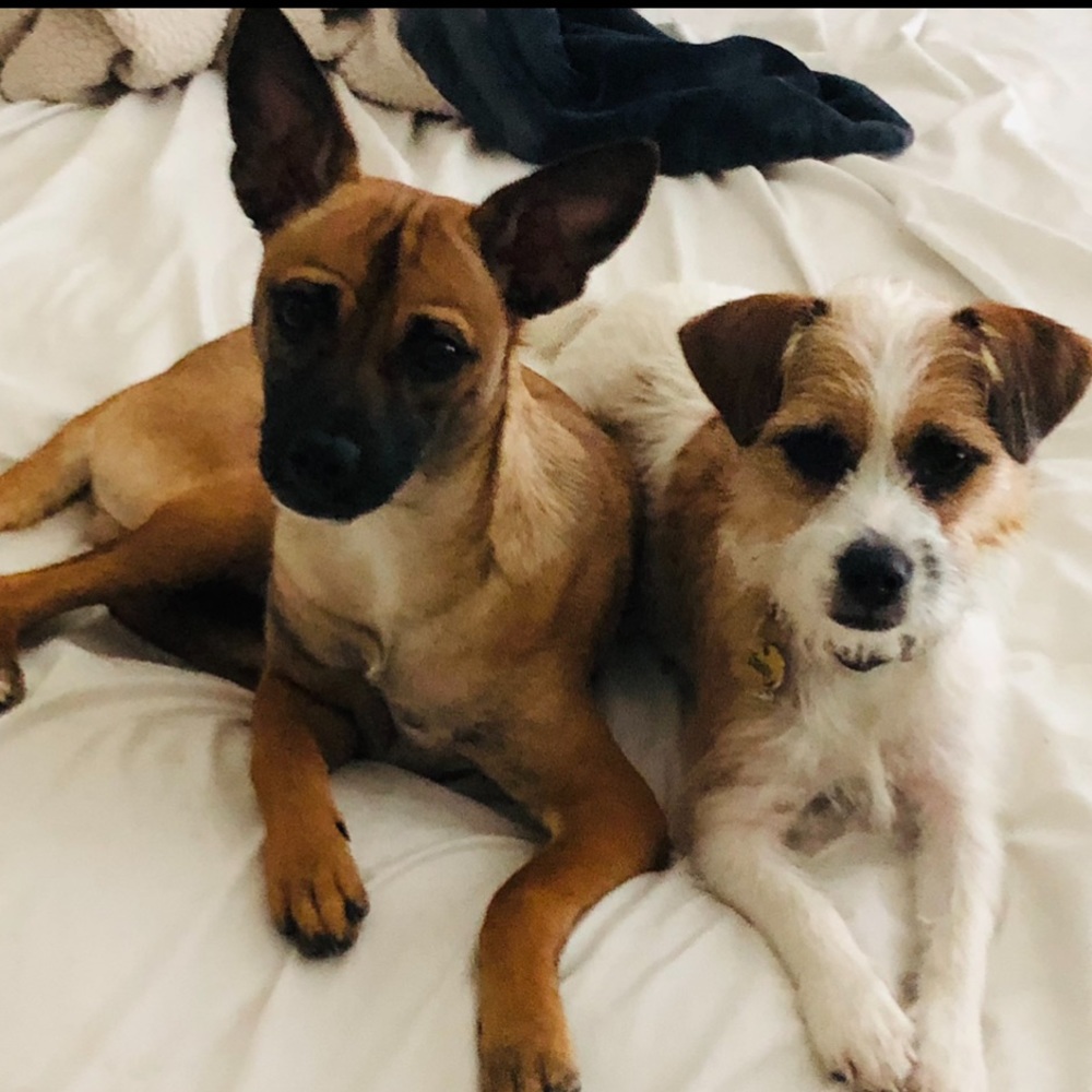 Meet your Posher, Laci